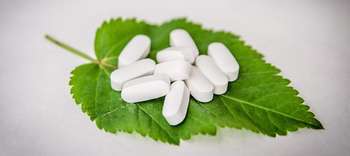 Bachelor Biomedizin Zehn hellfarbene Tabletten liegen auf einem Blatt Zitronenmelisse.