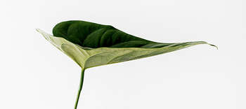 Ethik Das Bild zeigt die Nahaufnahme eines grünen Blattes vor einem weißen Hintergrund. Das Blatt ist von der Seite fotografiert und es deutet sich eine Herzform an.