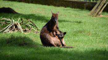 Bei Mama ist's bequem.