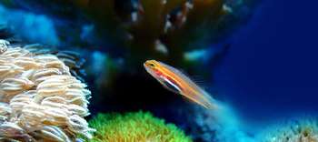 Bachelor Aquakultur Ein kleiner Fisch in einer farbenprächtigen Unterwasserkulisse.