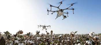 Bachelor Agrarwissenschaften Zwei Drohnen fliegen über ein Feld mit Baumwolle.