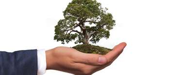 Bachelor Umweltrecht Darstellung des ausgestreckten Armes einer Person in formeller Kleidung. Die Person hält die Hand offen. In dieser befindet sich ein Baum auf Waldboden in Miniaturgröße.