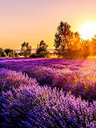 Aufnahme von weiten Lavendelfeldern in Frankreich im Sonnenuntergang.