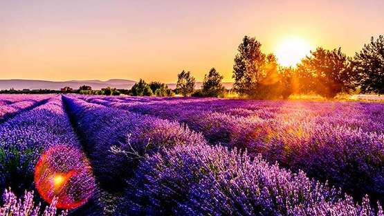 Aufnahme von weiten Lavendelfeldern in Frankreich im Sonnenuntergang.