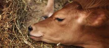 Bachelor Tier und Gesundheit Das Bild zeigt ein Kälbchen, welches seinen kopf auf Stroh legt. Es hält die Augen geschlossen und scheint sich auszuruhen.