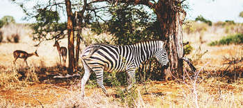 Afrikanistik Eine Steppe mit einem Zebra inmitten des Bildes. Im Hintergrund sind zwei Antilopen erkennbar.