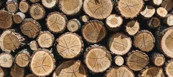 Bachelor Holzwirtschaft Ein Foto von gestapelten Baumstämmen in verschiedenen Größen.
