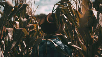 Freiwilligendienst im Ausland Rückenansicht einer Person, die in einem hoch gewachsenen Maisfeld steht. Sie trägt ein kariertes Hemd und einen Westernhut.