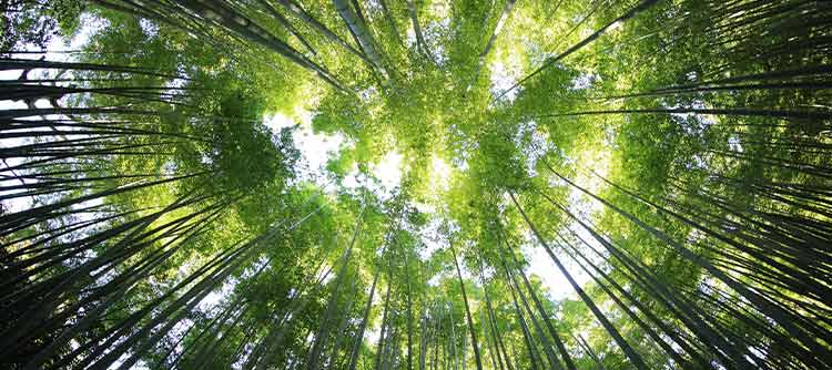 Bachelor Forstwirtschaft Ein Grüner Wald aus der Froschperspektive fotografiert. Durch die Baumkornen scheint das Sonnenlicht.