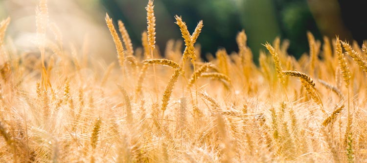 Bachelor Landwirtschaft Eine Nahaufnahme von Weizenähren auf einem Weizenfeld.