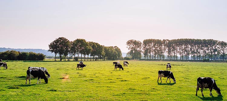 Bachelor Nutztierhaltung Eine Weide im Sonnenlicht, auf der Kühe grasen.
