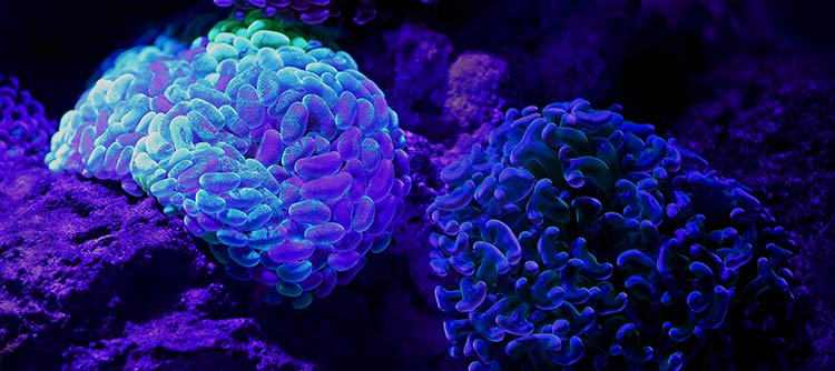 Bachelor Life Science Zwei Korallen am Meeresboden. Der steinge Boden ist in einem intensiven leuchtenden violett gestaltet. Die linke Koralle ist in einem leuchtenden Blau, mit violetten Akzenten. Die rechte Koralle dunkelblau mit violetten Akzenten.