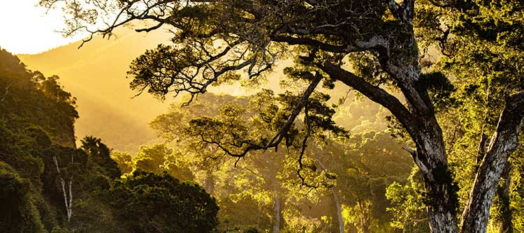 Bachelor Umweltwissenschaften Zu sehen ist ein dicht bewachsener urwaldgleicher Wald. Im Fokus steht ein hoch gewachsener prachtvoller Baum. Das Bild lässt gleichzeitig einen weiten Blick in die Ferne zu. Im Hintergrund lassen sich viele Erhebungen erahnen. Das Bild ist in goldenes Sonnenlicht getaucht.