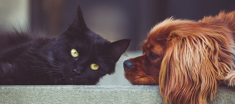 Bachelor Tiermedizin Aufnahme einer schwarzen Katze und einem rothaarigen Hund. Beiede liegen nebeneinander auf einer Mauer, der Hund schaut die Katze an.